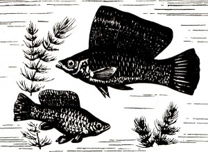 Живородящие рыбы