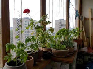 Цветник, огород, Сад на балконе