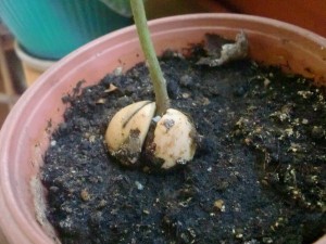Как вырастить авокадо