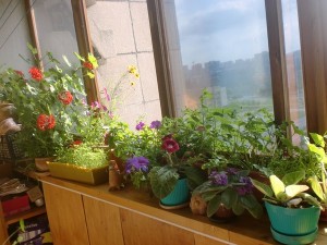 Цветник, огород, Сад на балконе